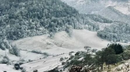 Nieve_Barrio--446x248 CENTRAL