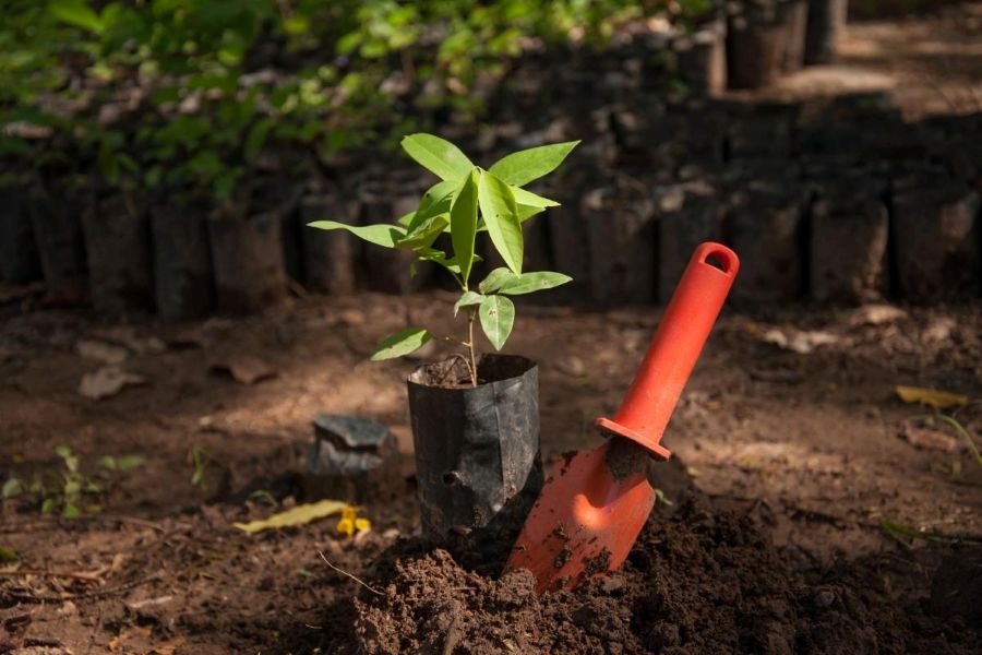 Así será la jornada ambiental en Querétaro